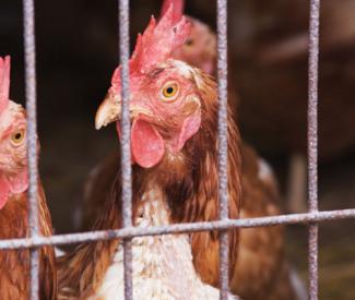 HOC farmers market bans live chicken sales
