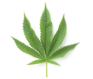 CANNABIS LEAF Badges & Magnets Marijuana Snoop Dogg Half Baked Stoner Weed Dope 