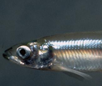 Delta fish may not be “too far gone” after all