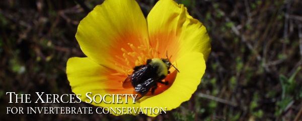 Endangered Species Act protection sought for Franklin’s bumble bee