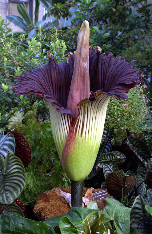The Daily Blurgh: Corpse flower is not a ’90s Goth band