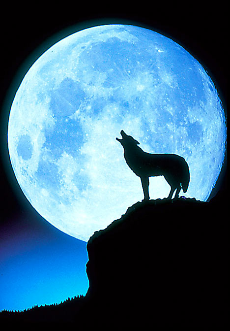 Enjoy tonight’s Full Wolf Moon