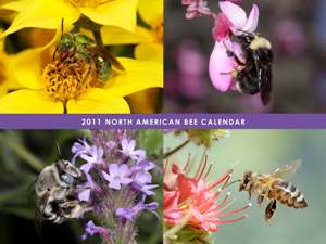 Desperately seeking 2011 bee calendars