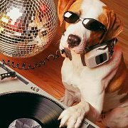 “So this will really be a doggie disco.”