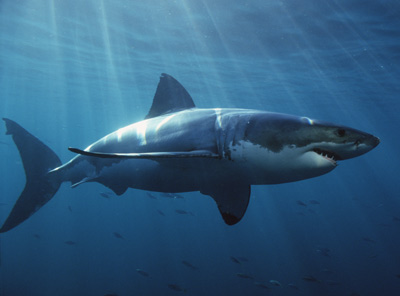Conservationists say stronger protections needed for sharks