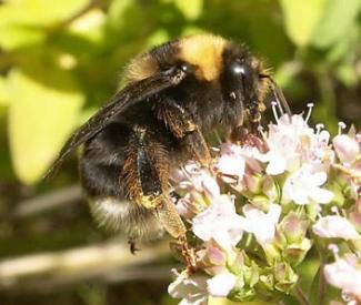 How to make a bumble bee latte