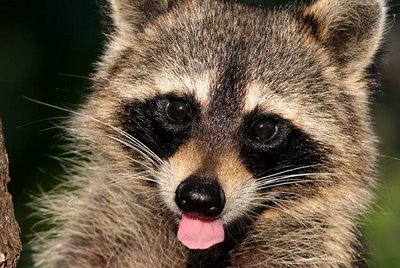 The Daily Blurgh: Grifter raccoons, literary subway stations, the Streep!!!