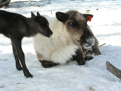 It’s raining reindeer babies in Alaska